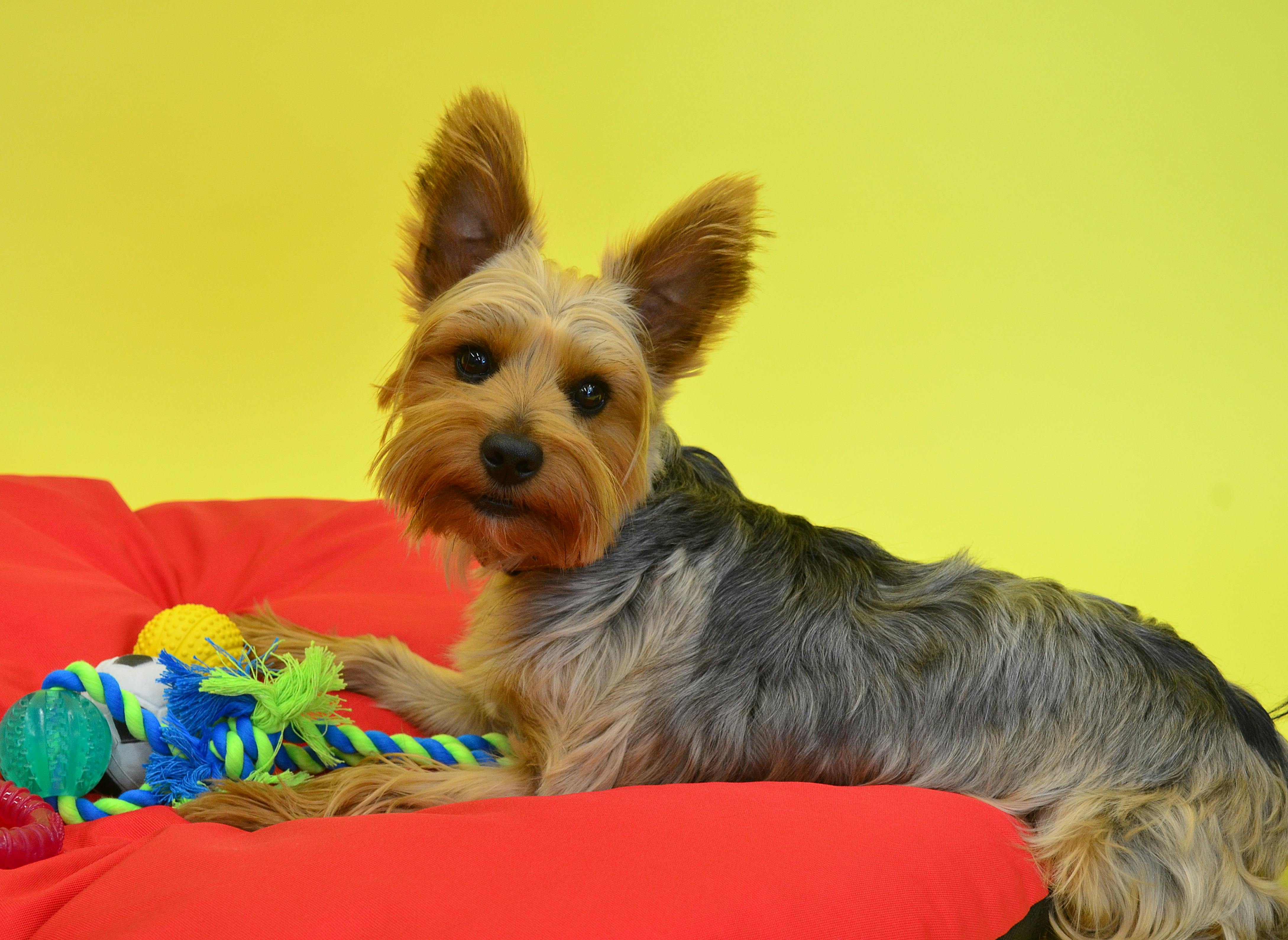 Dog with chew toys